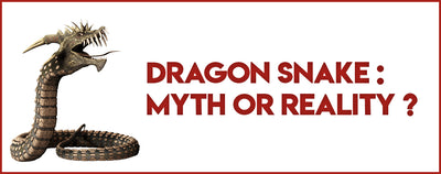DRAGON SNAKE : MYTH OR REALITY ?